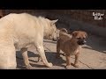 Godfather Dog Nursing A Sick Puppy For The Sake Of His Best Friend | Kritter Klub