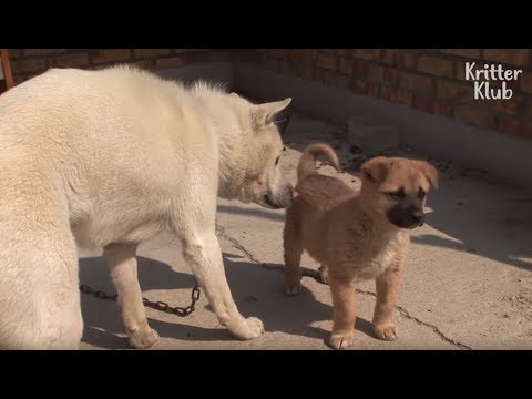 Video: Zeptejte se chlupaté dogfathers: Prvotřídní rodičovské nervy o kůži a lidské děti