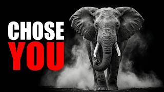 Why You Should Be Terrified Of Elephants (They Remember You)