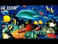 4k Dolphin Fish Aquarium. 4K Underwater Wonders with Water Sound. 4k Coral Reefs & Colorful Sea Life