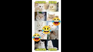 🔴 AWAS TERTIPU!!!🤦‍♂️ Begini kucing ANGGORA yang ASLI 👈🐱🥰