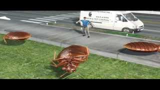 Bed Bugs Take over Long Island