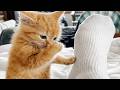 TRY NOT TO LAUGH (IMPOSSIBLE) 😂🐱 Funniest Cat Moments #4