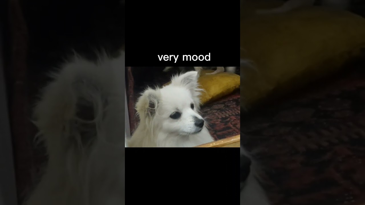 My dog ​​always looks moody 