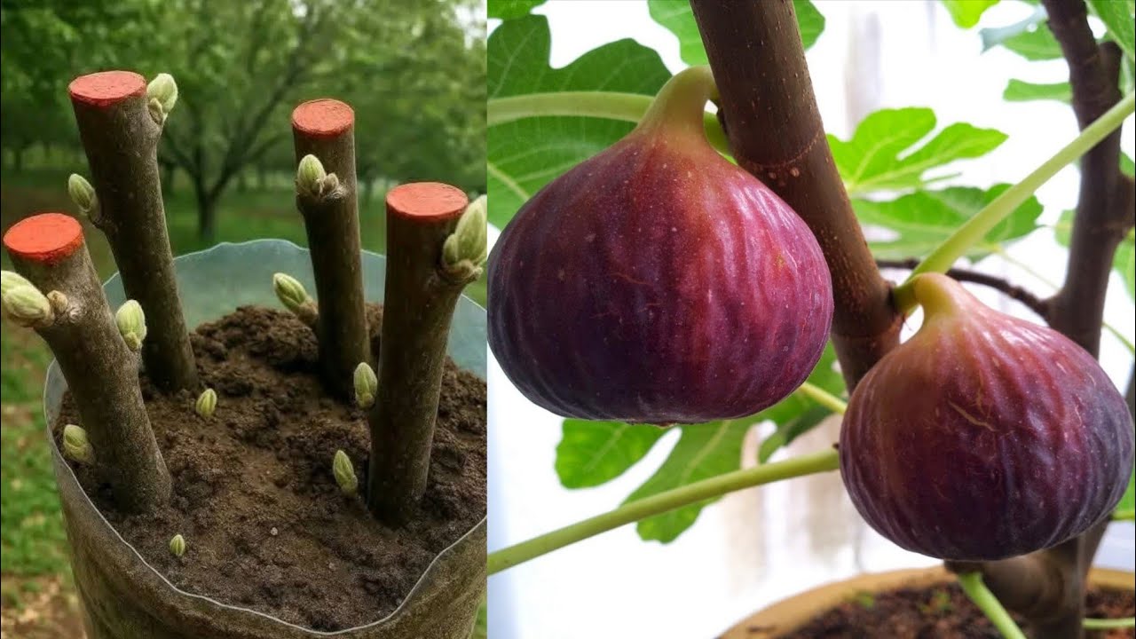 ازرع عود تين ستجني الكثير من الثمار  Fig cultivation from cuttings 