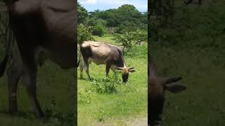 Nandaime, Nicarauga(14)
