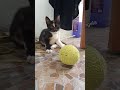 Orang gila mana #catlovers #kitten #kucingbelangtiga #tortiecat #komedikucing #anabul #kucinglucu