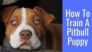 How To Train A Pitbull Puppy - 7 Tips To Help Socializing Your Pitbull Puppy Quickly How To Train A Pitbull Puppy - 7 Tips To Help Socializing Your Pitbull Puppy Quickly
