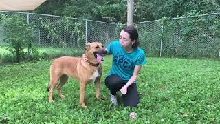 Meet Lana at Delaware SPCA!
