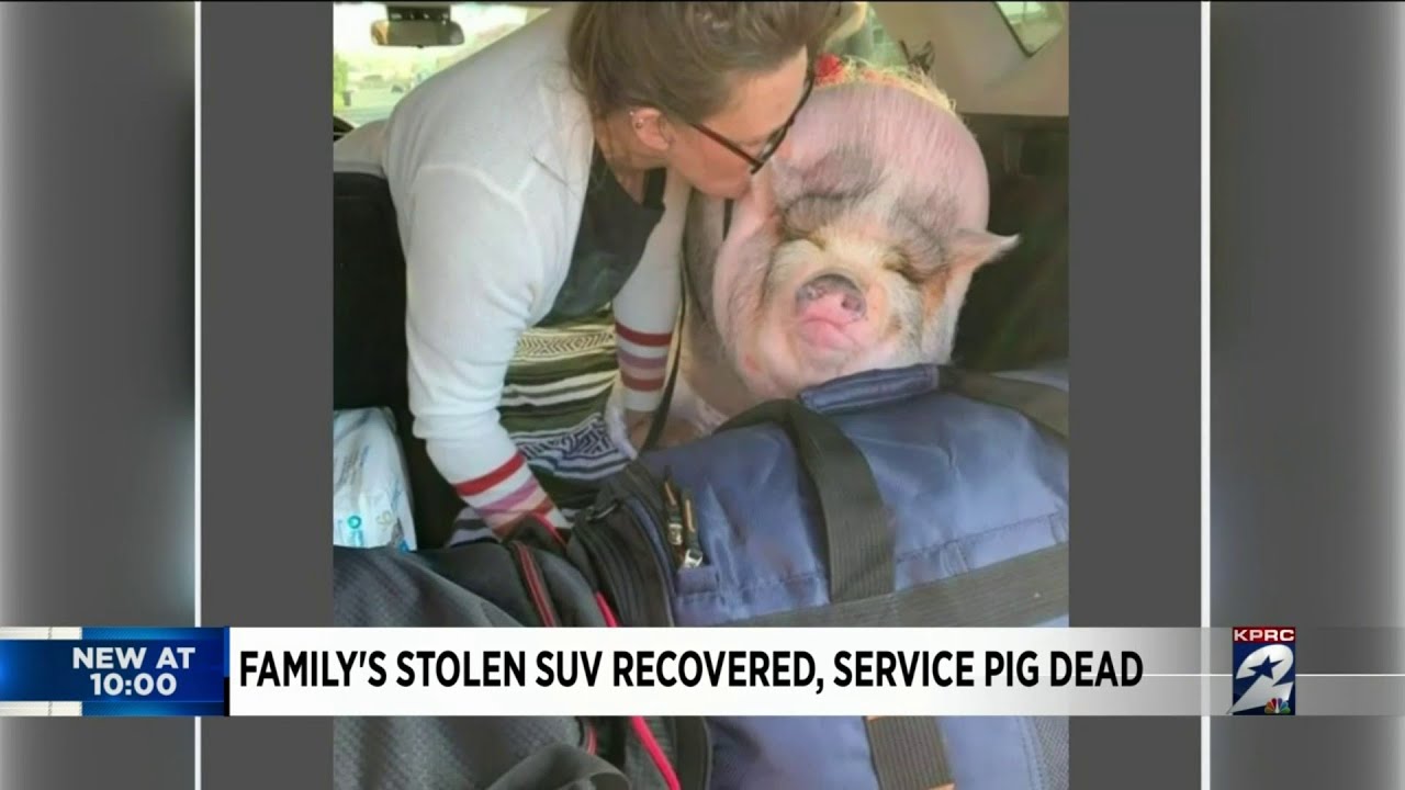 Family's stolen SUV recovered, service pig found dead