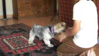 Dog training, clicker-training - wave