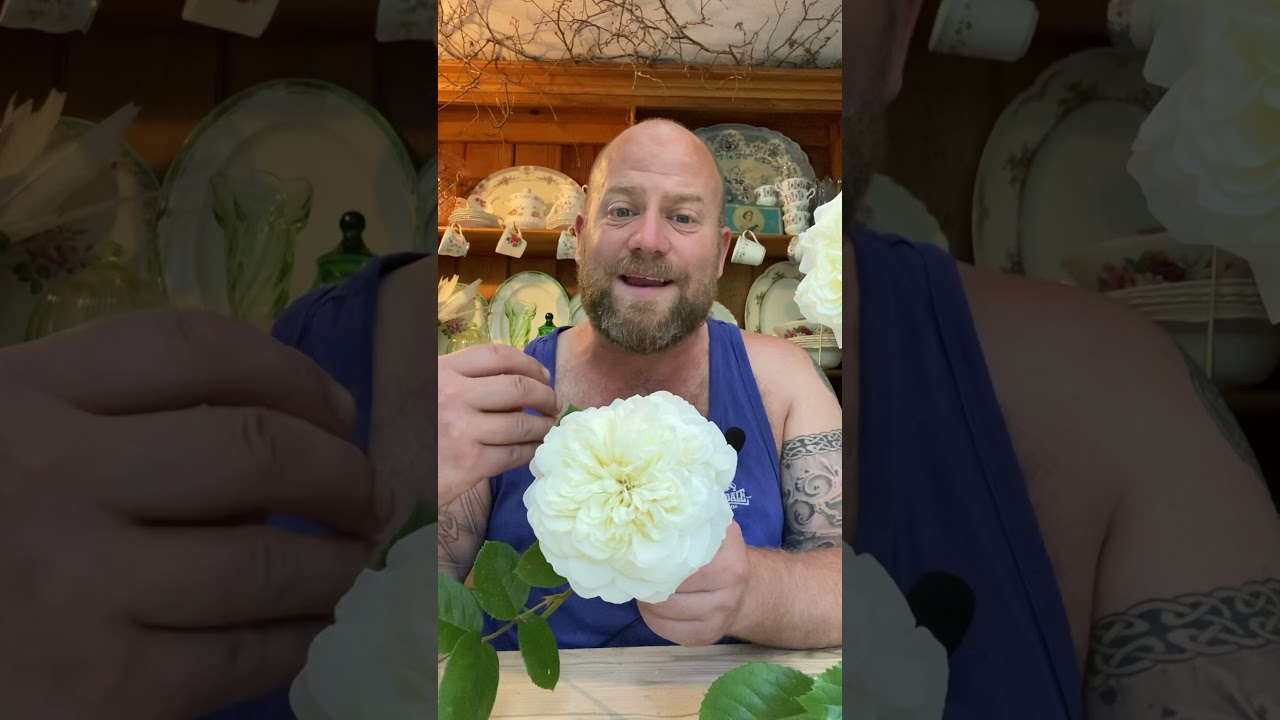 Personal growing review of English shrub Rose ‘Tranquility’from @david_austin_roses 