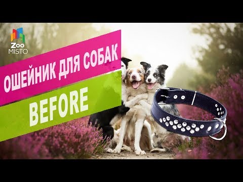 Ошейник для собак BEFORE | Обзор ошейника для собак BEFORE