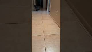 Cat runs from toy while playing short cat lol