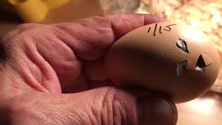 Baby Chicken Chirping Inside Egg by William Storoe 2,740 views 6 years ago 1 minute, 13 seconds