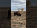 Rocky Mountain Arsenal National Wildlife Refuge: BISON roam former CHEMICAL WEAPONS facility #shorts