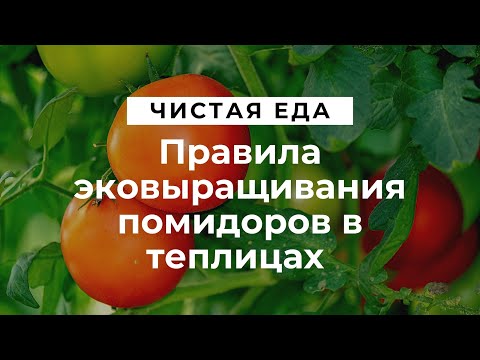 Правила эковыращивания помидоров в теплицах \ Чистая еда