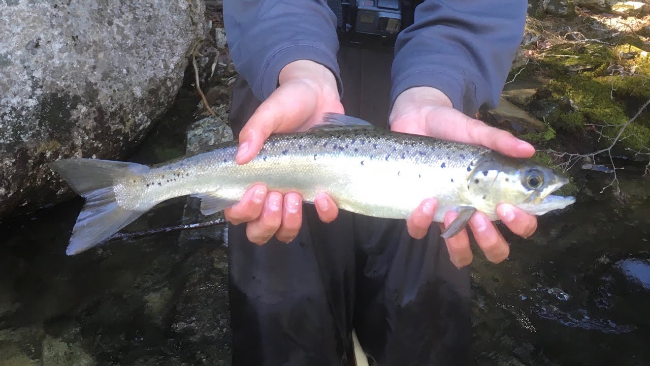 Maine Salmon Fishing Underwater Footage Day 3 YouTube