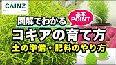 ホウキソウ コキア の育て方 日常管理 Youtube