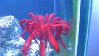 Bundan Benim Akvaryumada Lazım!!!(I need this in my aquarium)