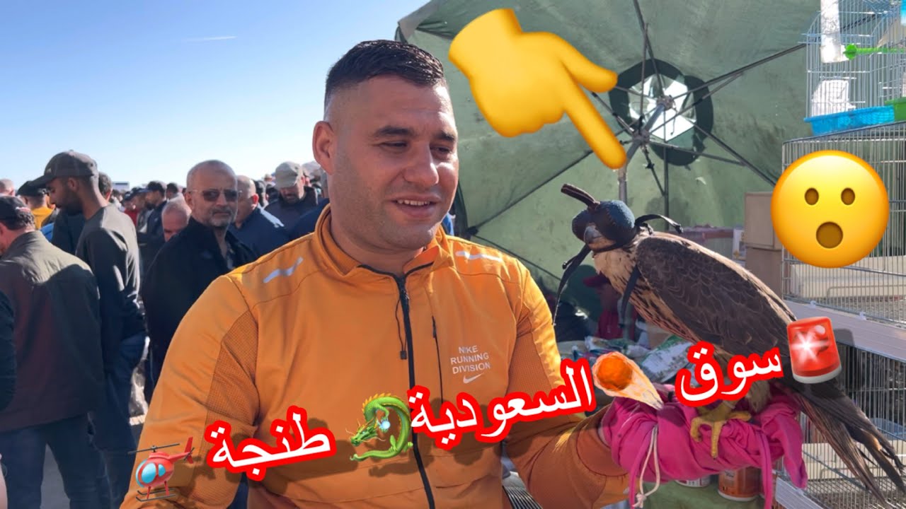 سوق#طيور-في مدينة طنجة يرحب بكم جميع طيور و دواجن وحمام موجودة والصقر الدهبي🫢Paloma Tanger de Maroc