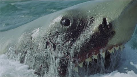 JAWS 2 : stock footage (deleted scene)