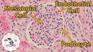 The Glomerulus - Kidney Histology Explained