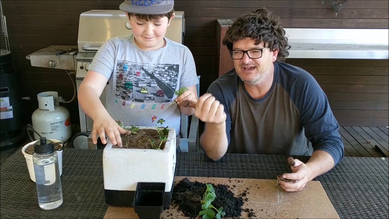 How to Grow Genetically Modified Strawberries