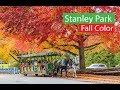 Stanley Park  Falls Foliage Autumn Colors | Vancouver Canada  4K