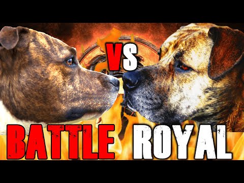 Vidéo: Pit Bull Terriers Vs. Boerboels