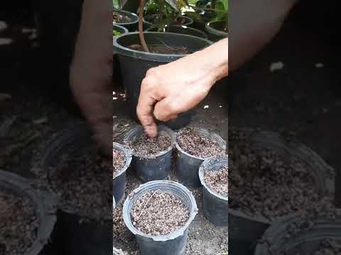 الشاى الازرق