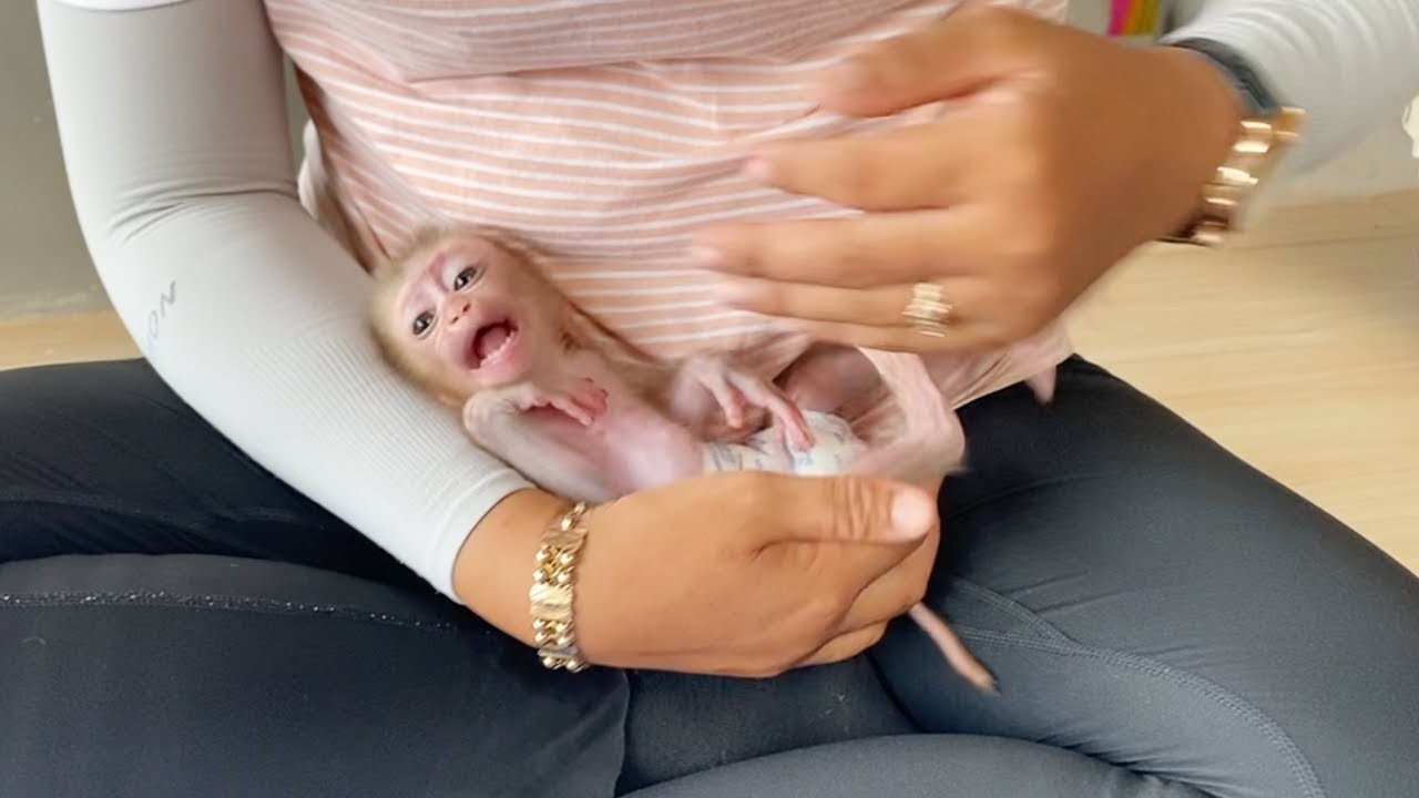 Baby Monkey Dorn So Happily Playing With Mom