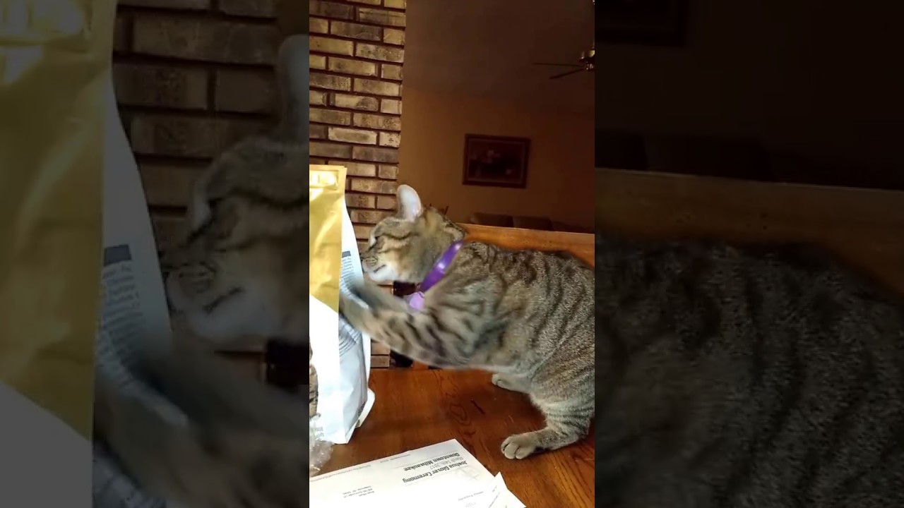 Bart loves his new Science Diet Oral Care cat food YouTube