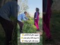 بابا مندلی زهرا دختر مندلی روستا روستای مشهد سبزوار محسن میرزازاده 
