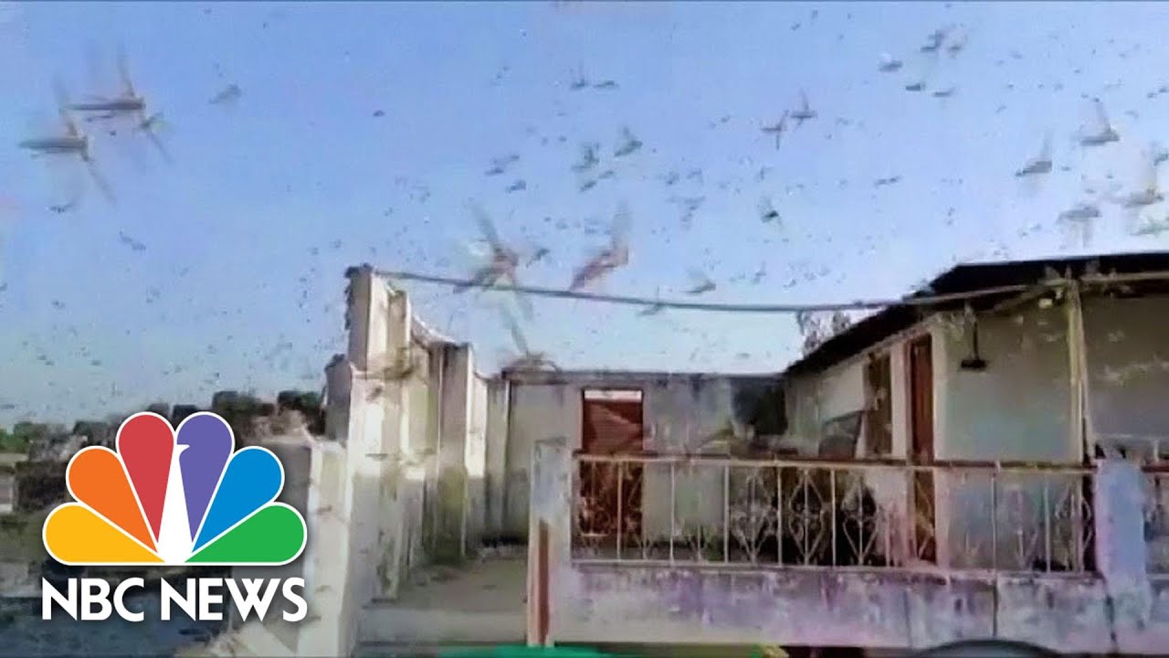 Watch: Swarms Of Locusts Fill The Skies Of Central And Northern India | NBC News