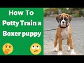 How to easily potty train a Boxer puppy? This is the Easiest Technique possible..