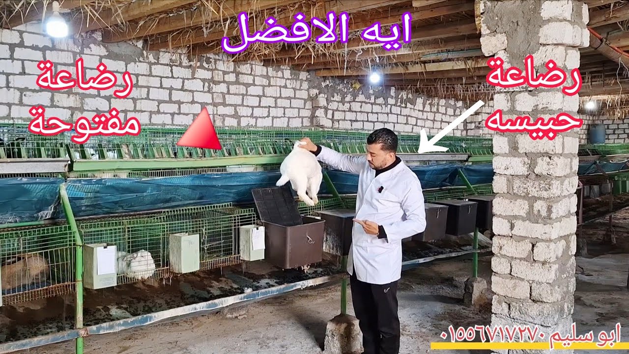 إدارة الرضاعة في مزارع الارانب لزيادة الانتاج 