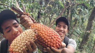 Lucky To Eat || Ripe Screw Pine  Fruit || Arunachal Pradesh Wildlife!!!