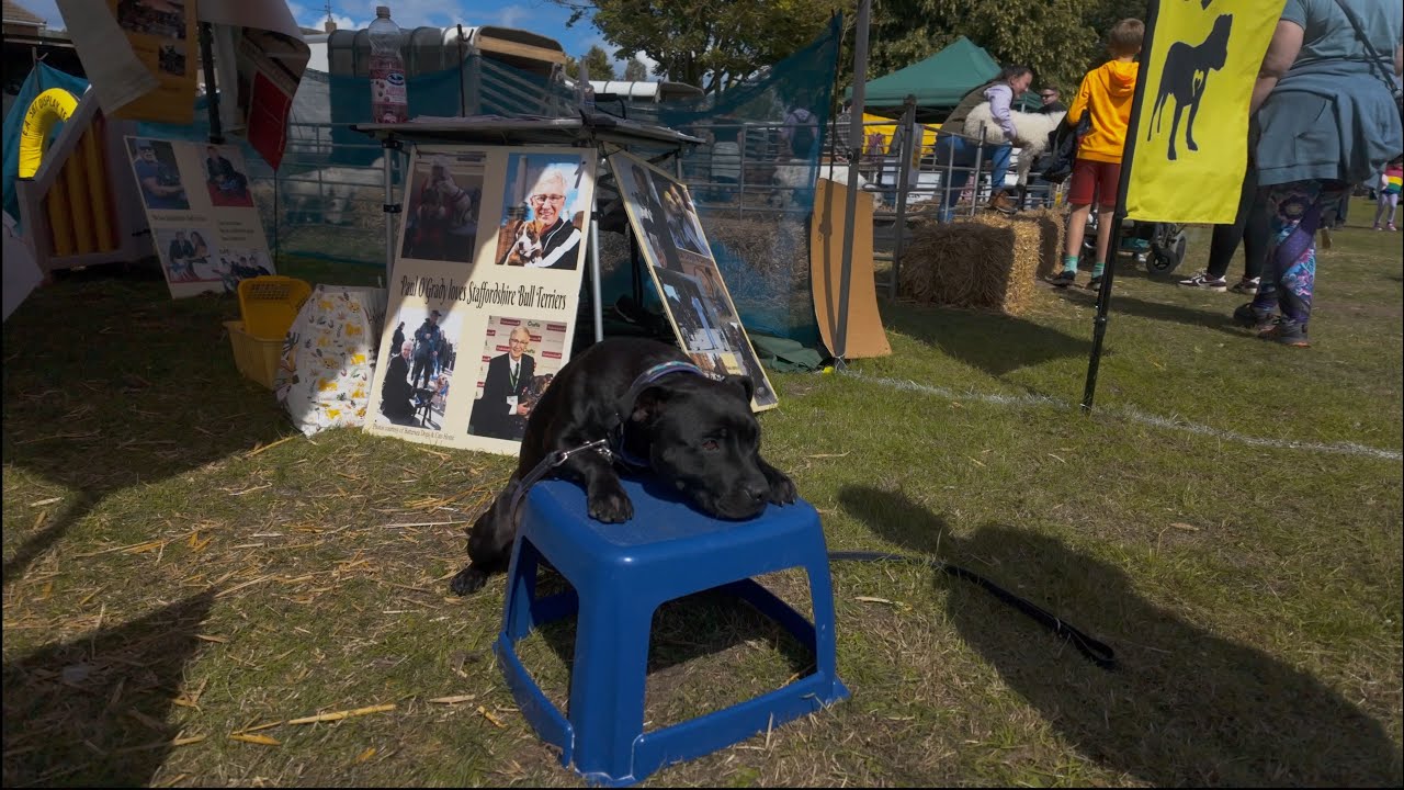 East Anglian Staffordshire Bull Terrier Display Team ,Info Stand At The GOREFIELD SHOW