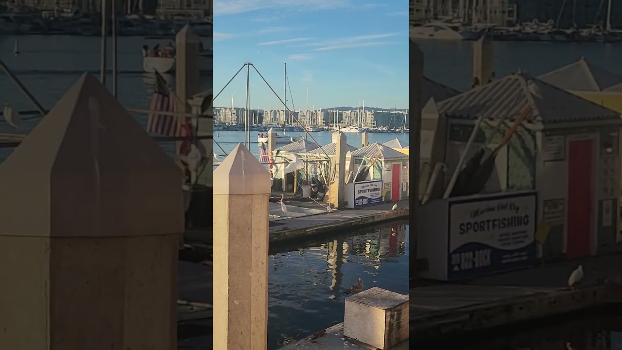 Epic Egret Takeoff: Majestic Bird Soars from a Rooftop!