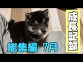 【豆柴】生後3ヶ月を迎えるまでの子犬の成長記録動画〜顔付きが変わってきた〜【総集編:7月】Puppy growth record video