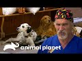 Doutor Jeff esteriliza 150 animais em mutirão | Veterinário das Montanhas | Animal Planet Brasil