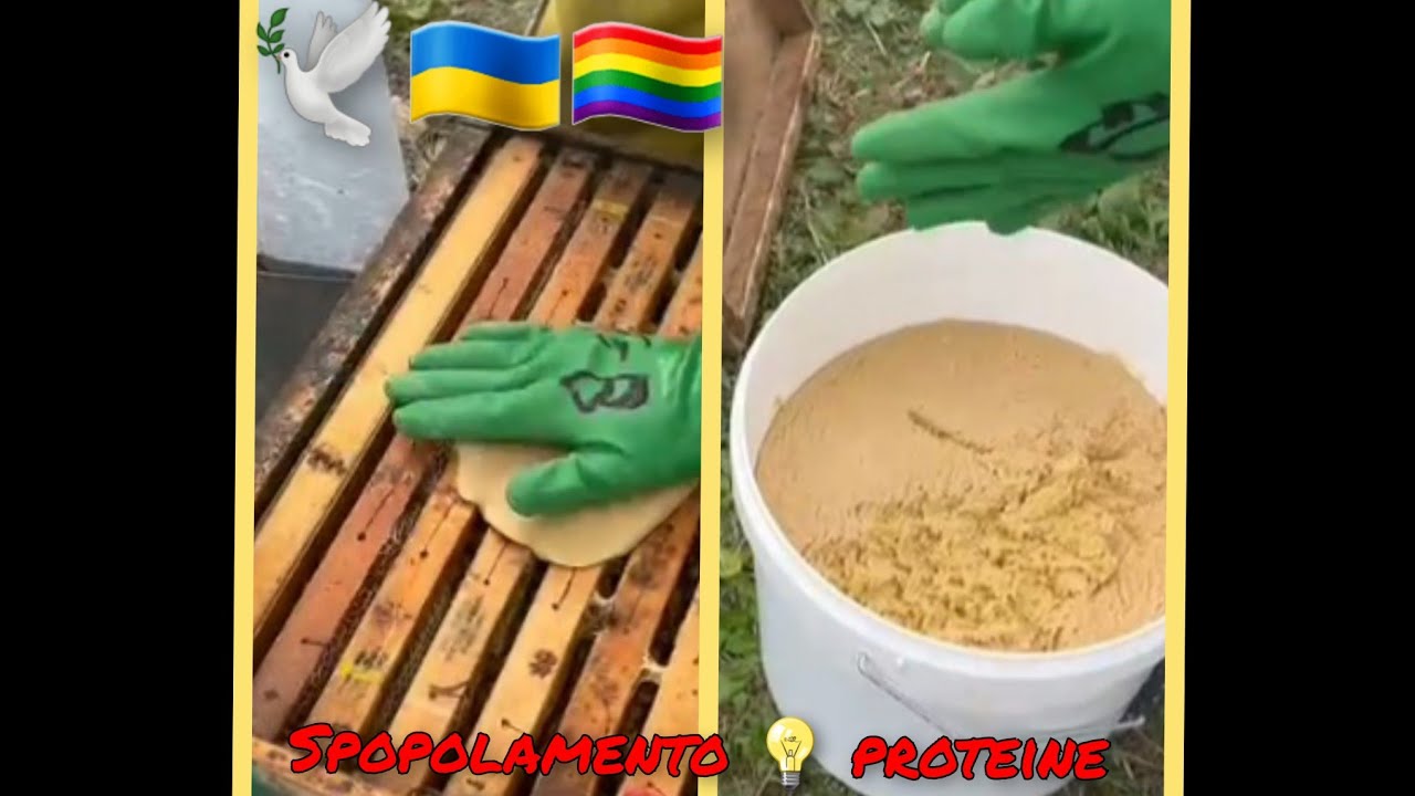 Apicoltura: alimentazione proteica delle api 🕊🇺🇦🏳️‍🌈🌈