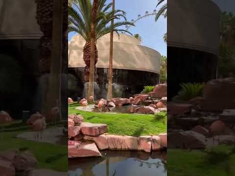 Vidéo: Photos de la piscine de l'hôtel Flamingo Las Vegas