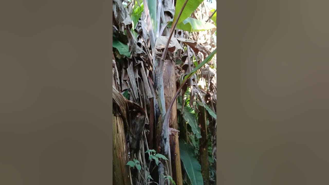 vamos colher banana.! - YouTube