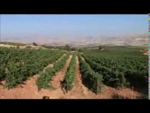 فيروز احكيلي  
