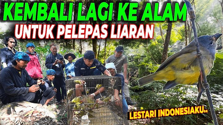 "INI TUJUAN GUE .." ‼️ LAGI DAN LAGI, MELEPASKAN BURUNG DI ALAM BEBAS