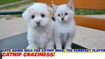 Cats Going Wild for Catnip Mice: The Purrfect Playtime!