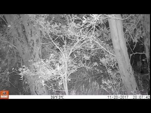 Mountain Lion in the Santa Ana Mountains 11/20/2017