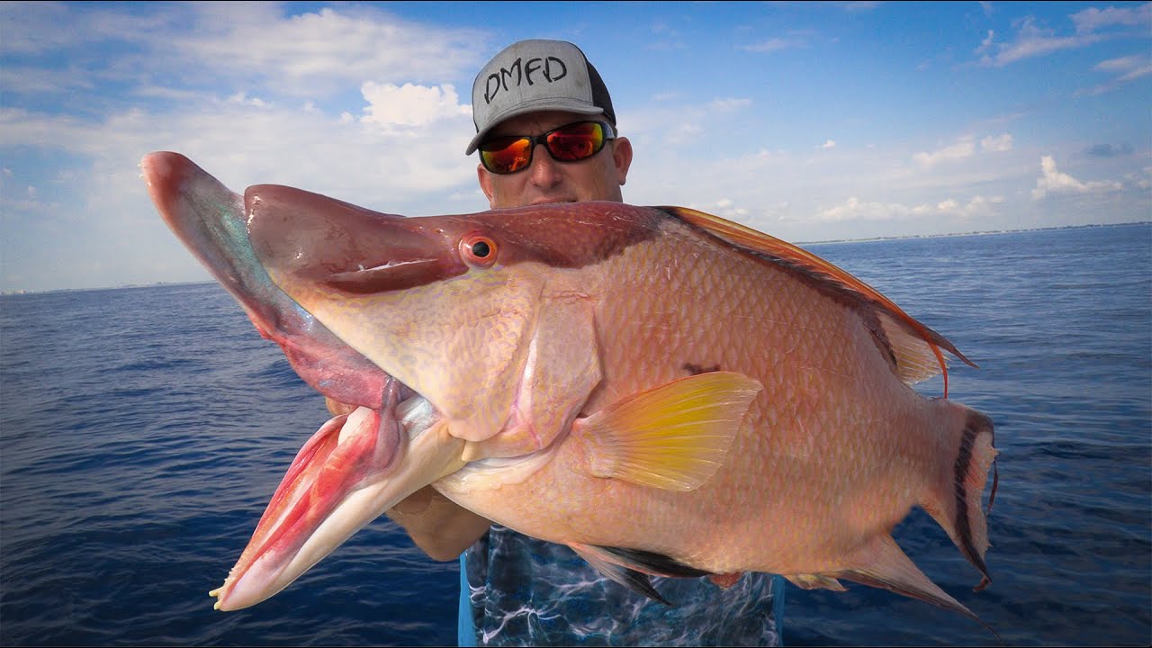Gigantic HOGFISH Catch Clean Cook Spearfishing for family dinner